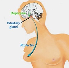 prolactin